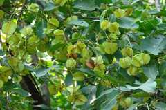 Terminalia elliptica